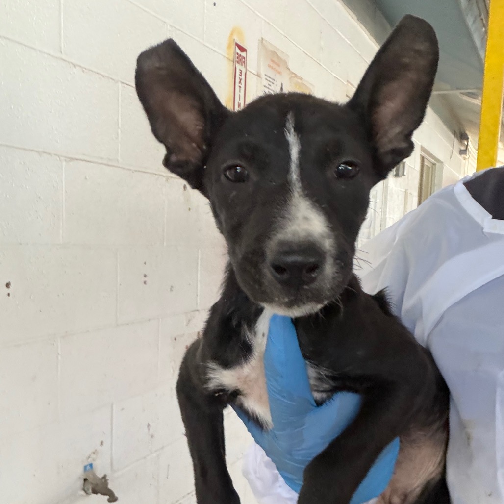 CLEFA - Terrier / Pit Bull available for adoption