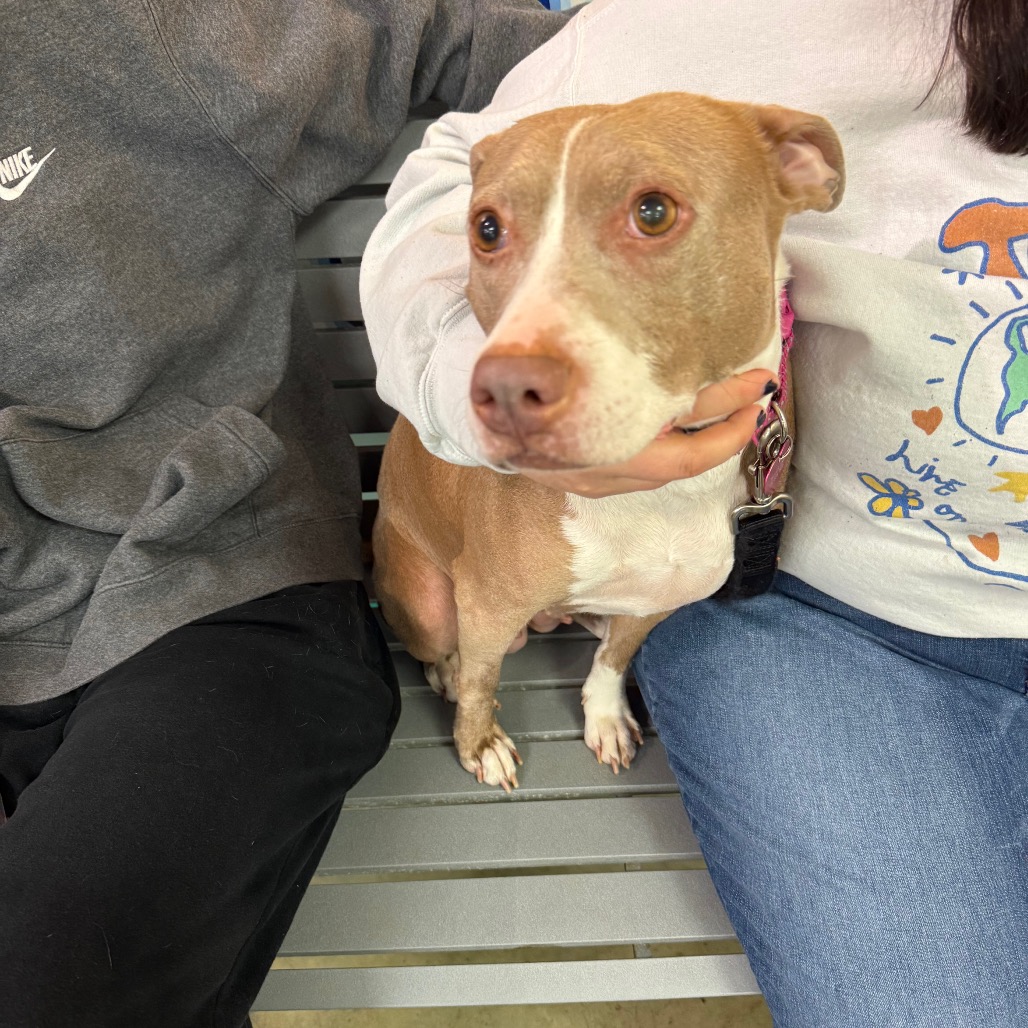 Darcy — thumbnail 2