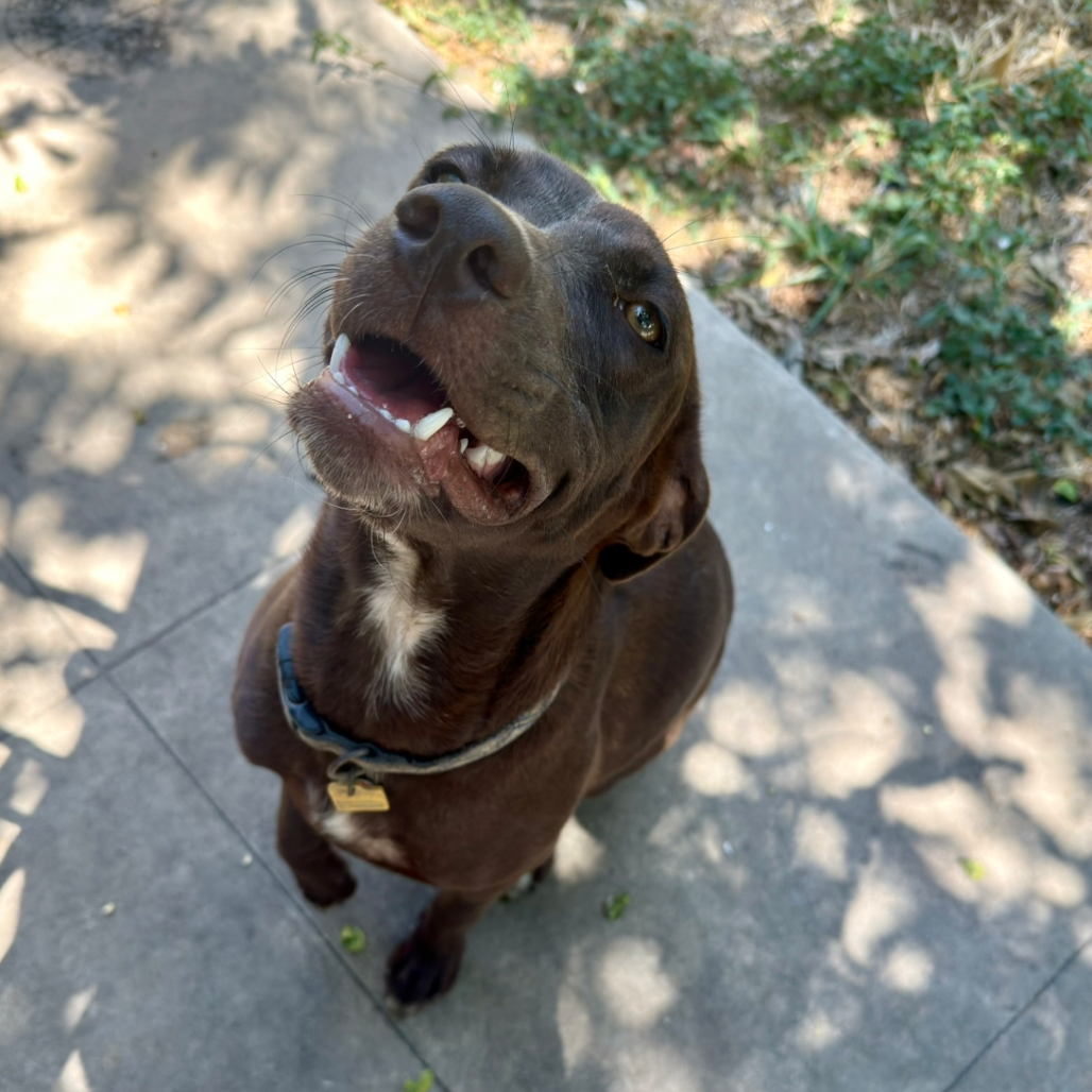 ASIA - Retriever / Chocolate Labrador available for adoption