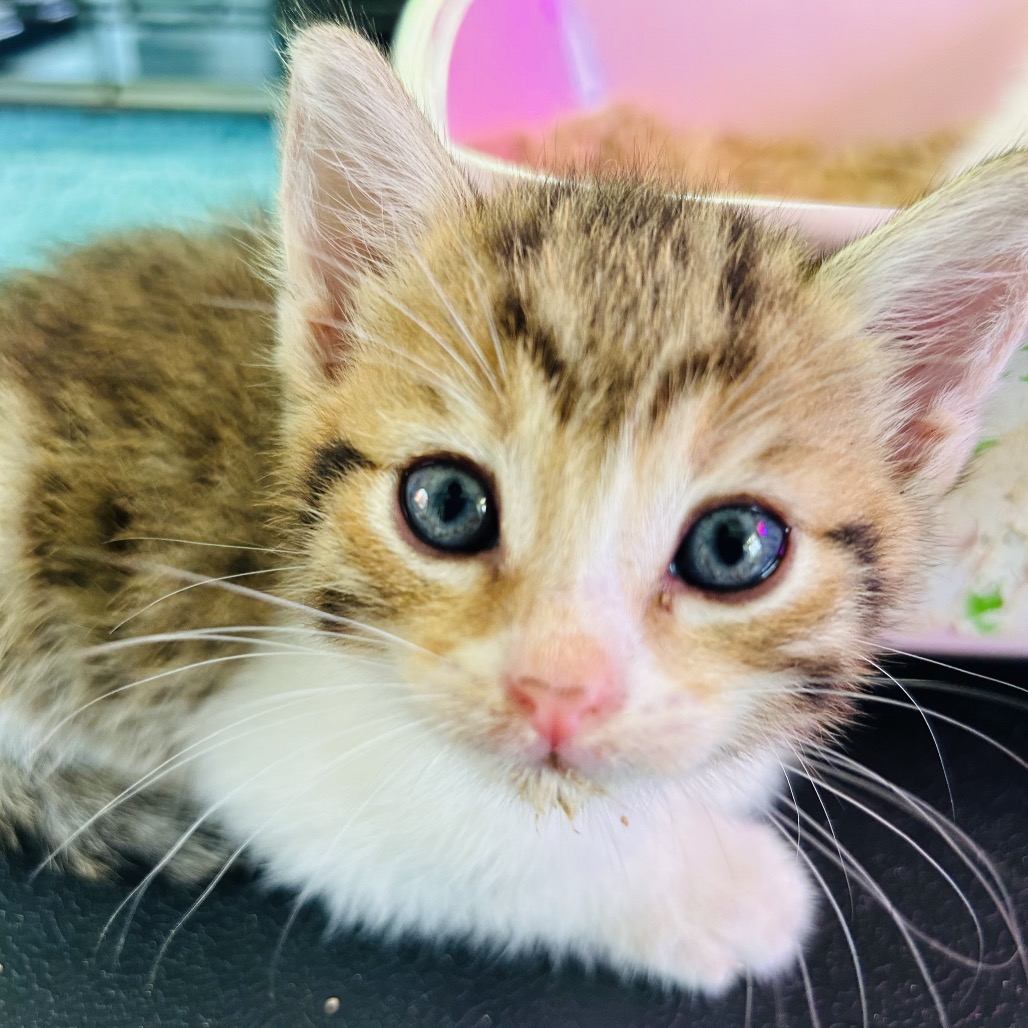 Snickers (formerly newbie R2) Image