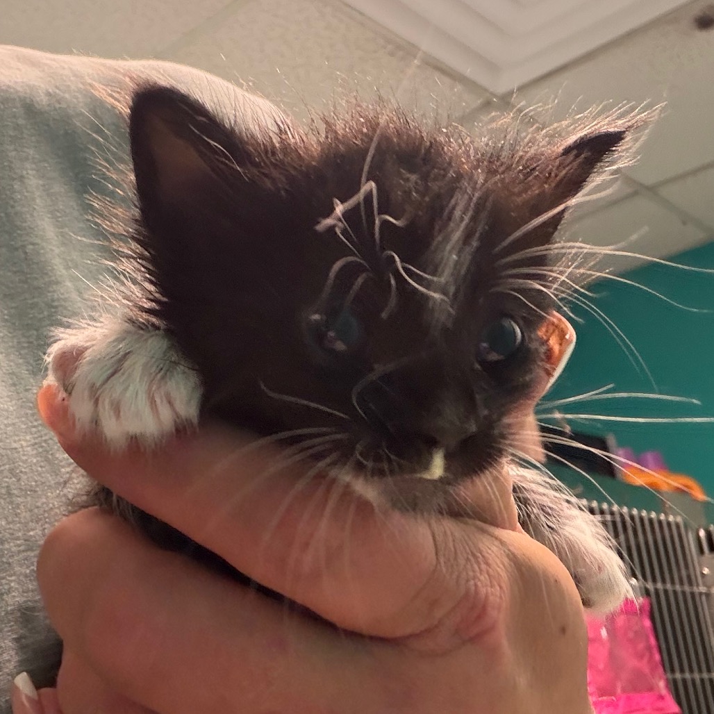 Boots, an adoptable cat at SPCA-BC