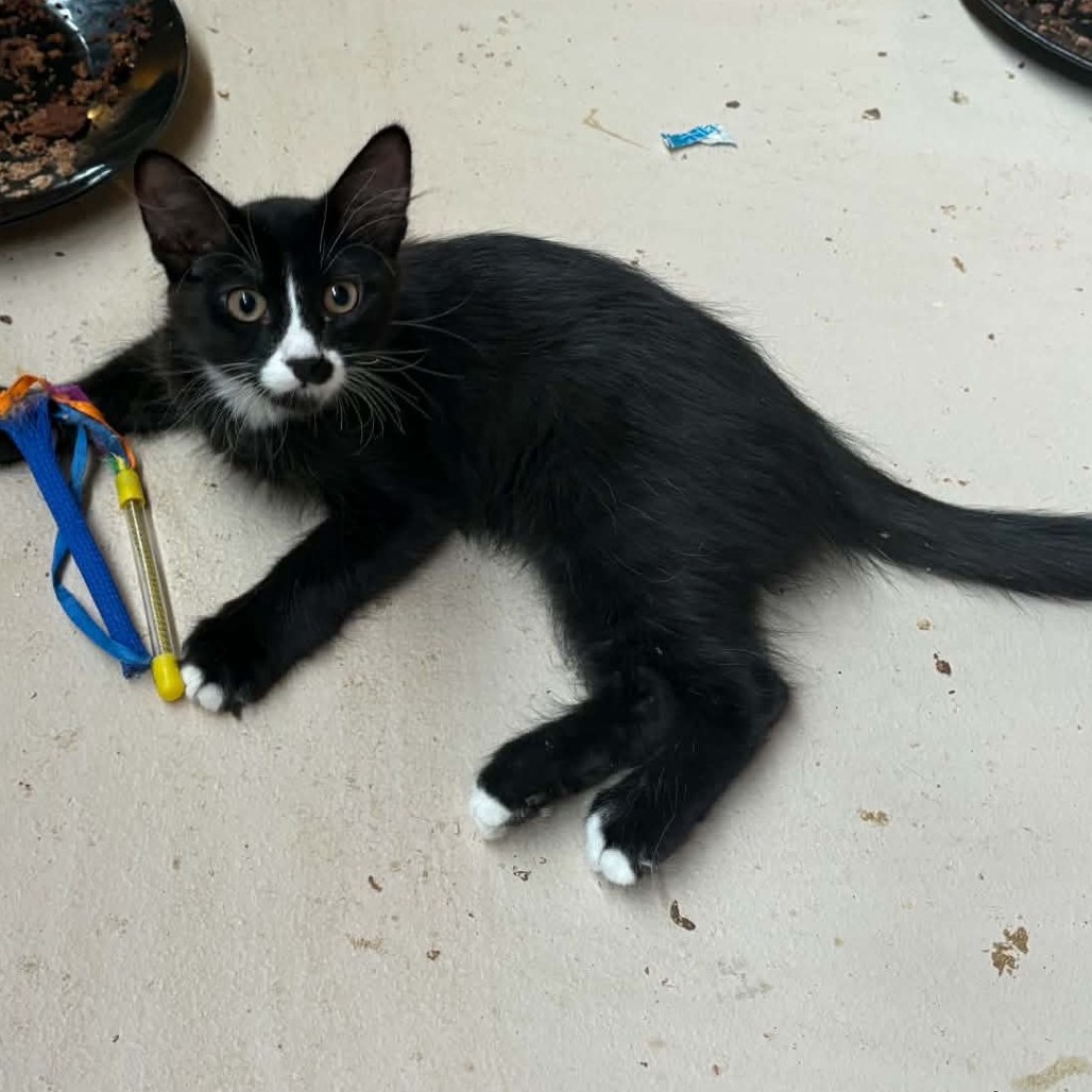 SARKIS - Domestic Shorthair available for adoption