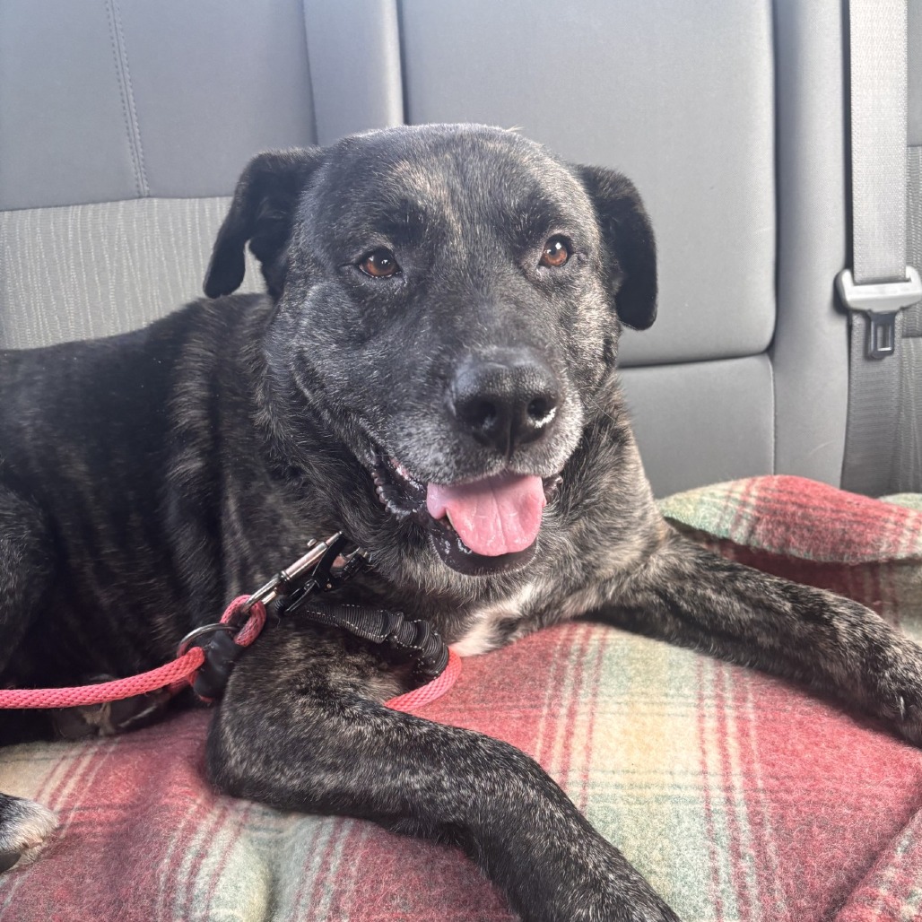 Archie — thumbnail 4