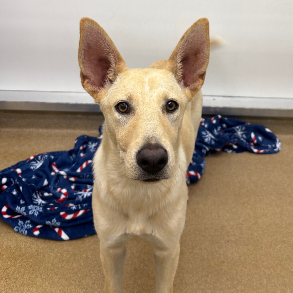 Dingo