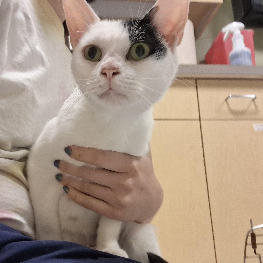 VANNA - Domestic Shorthair available for adoption