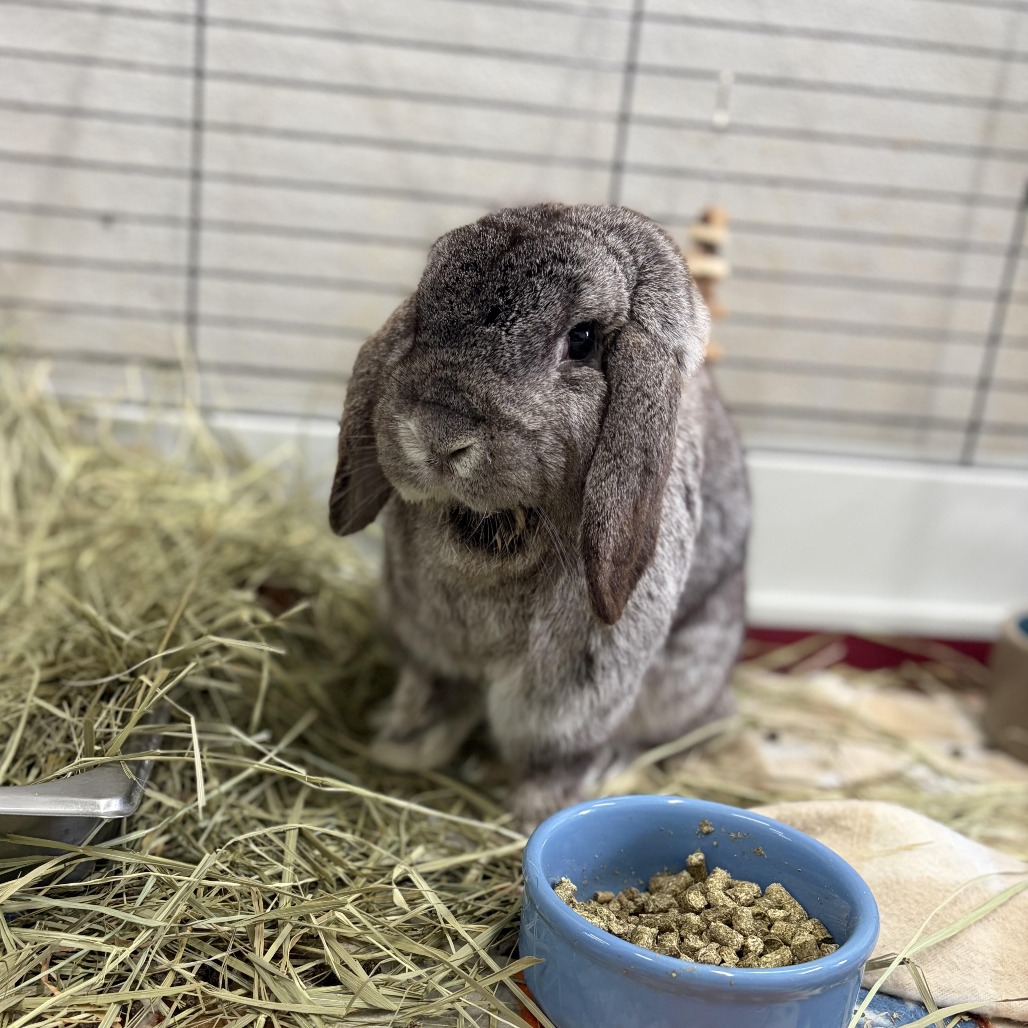 LINK - Lop / Mini available for adoption