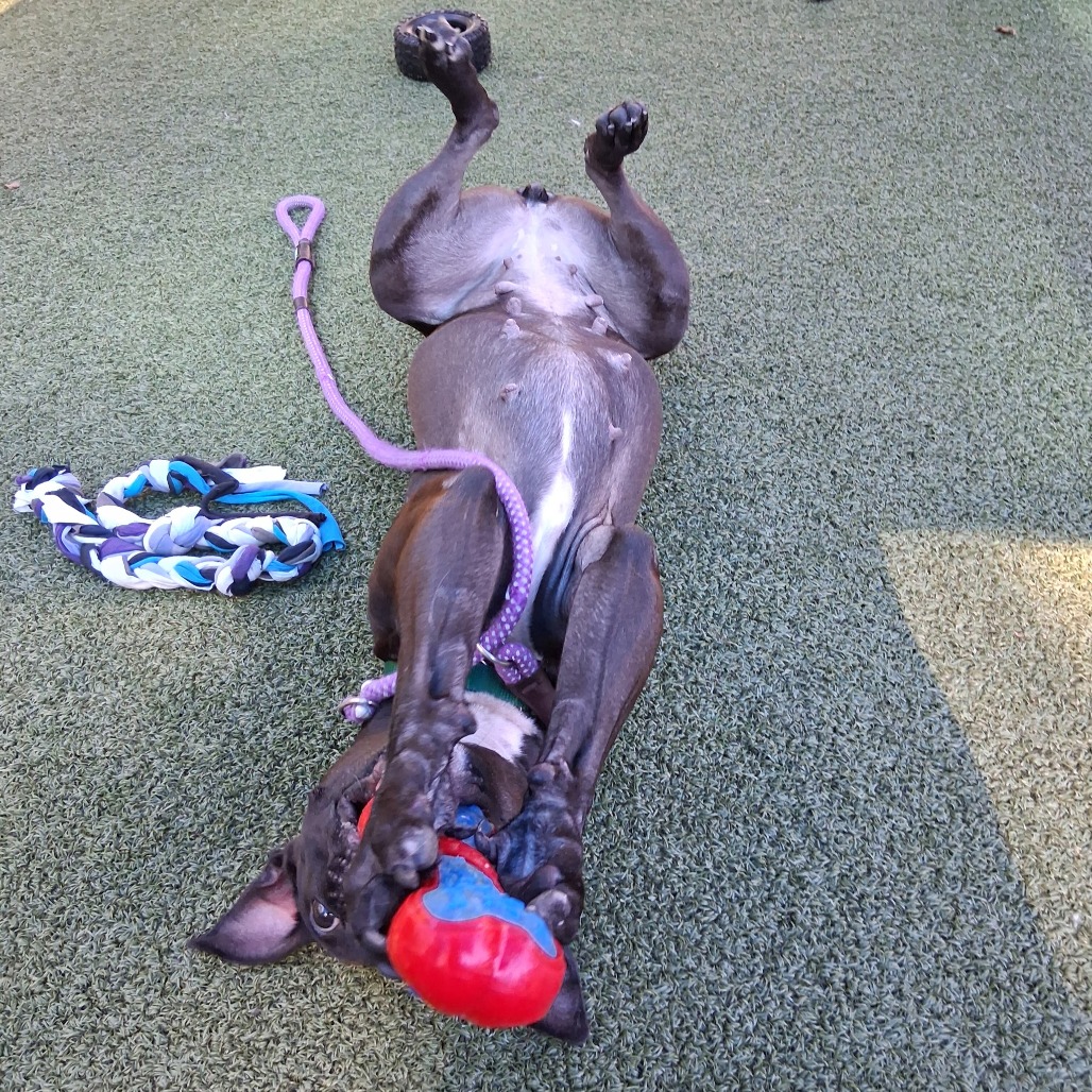 Elsie, photo 16