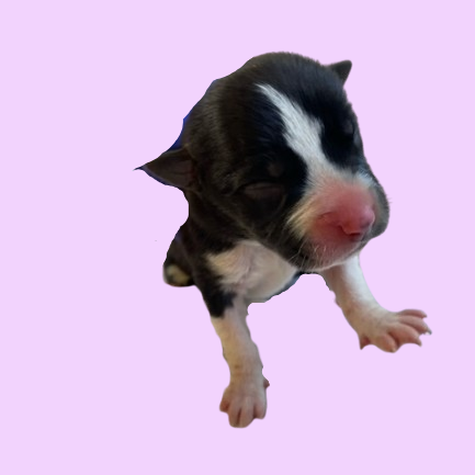 Butterball