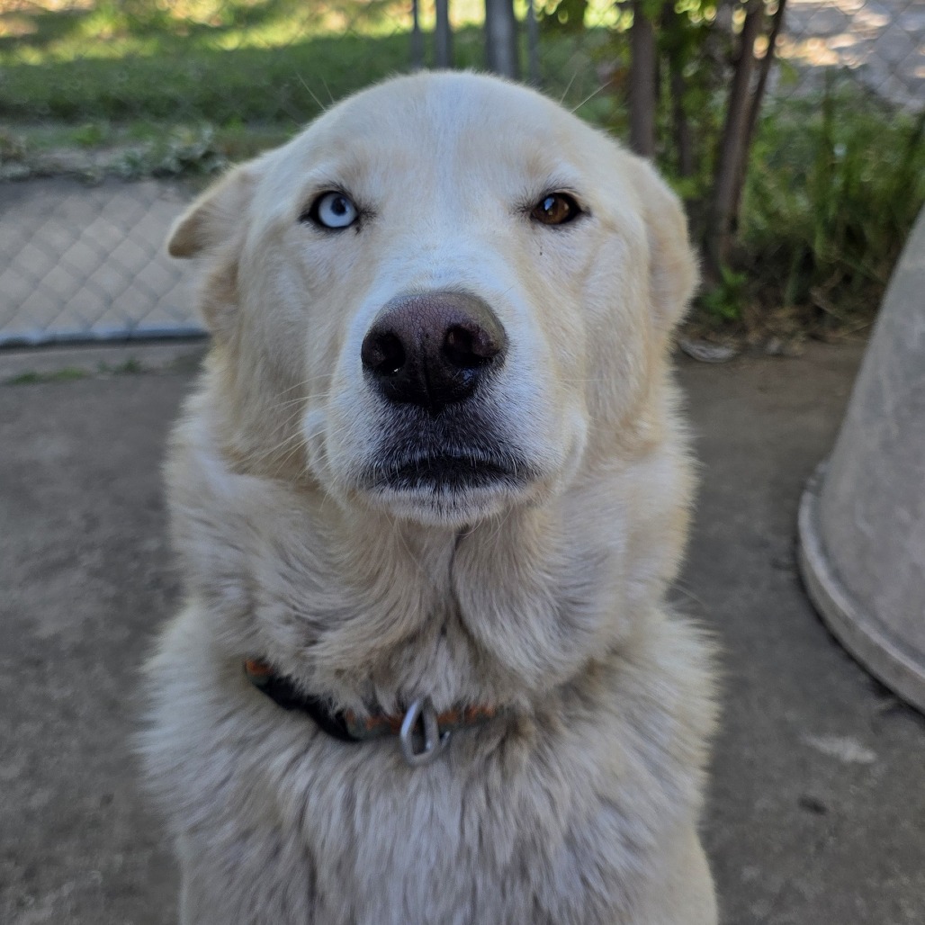 Loki