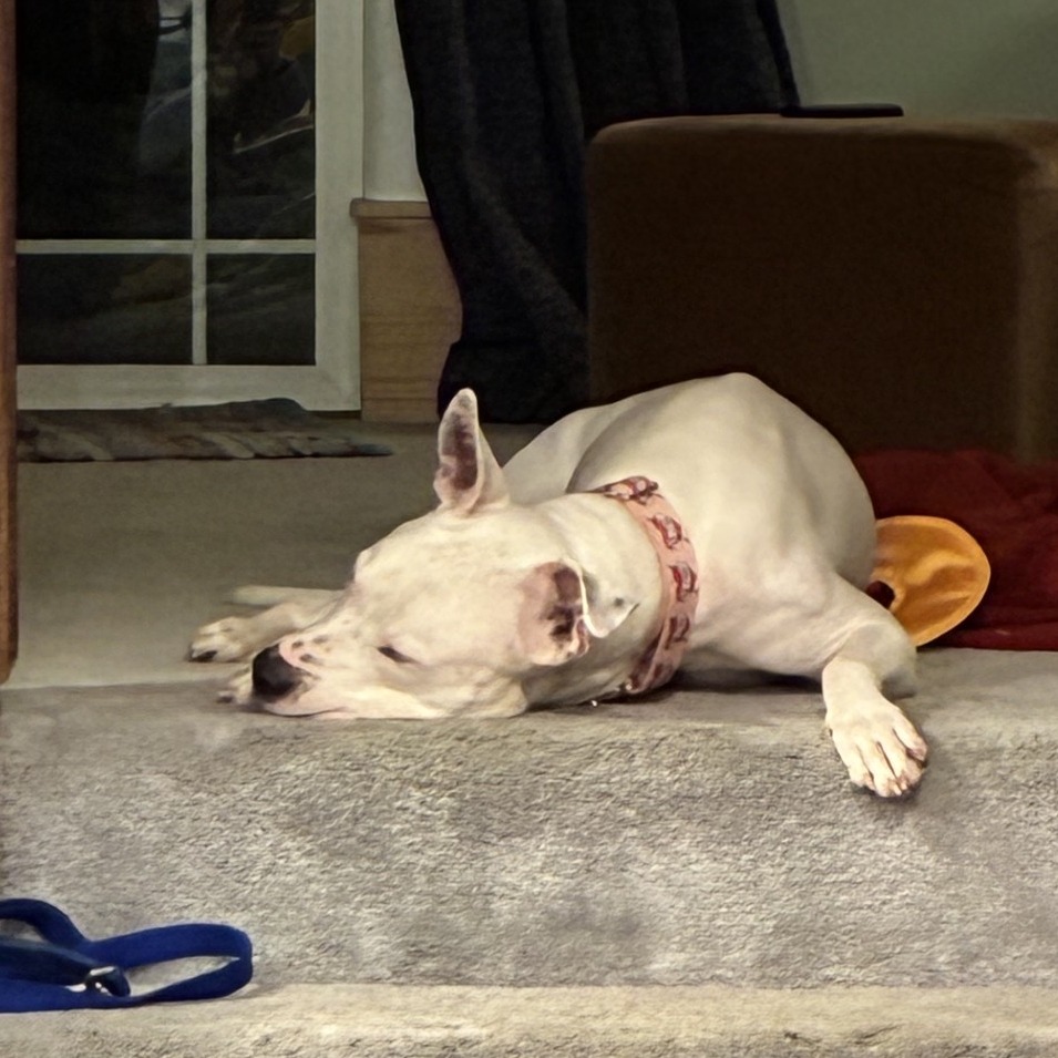 Xander - Foster — thumbnail 5