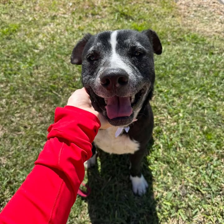 MARK - Retriever, Black Labrador / Shepherd for adoption in Beaumont