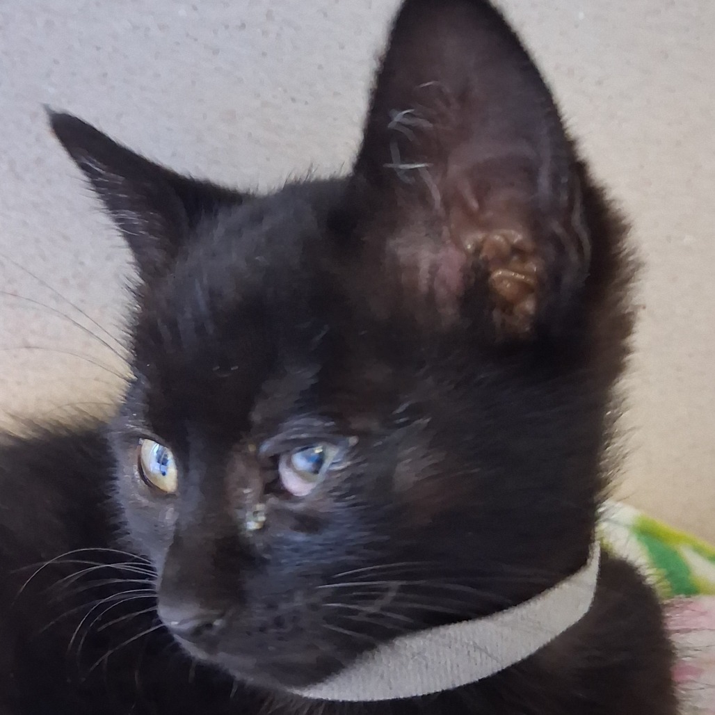 Eclipse - Domestic Shorthair