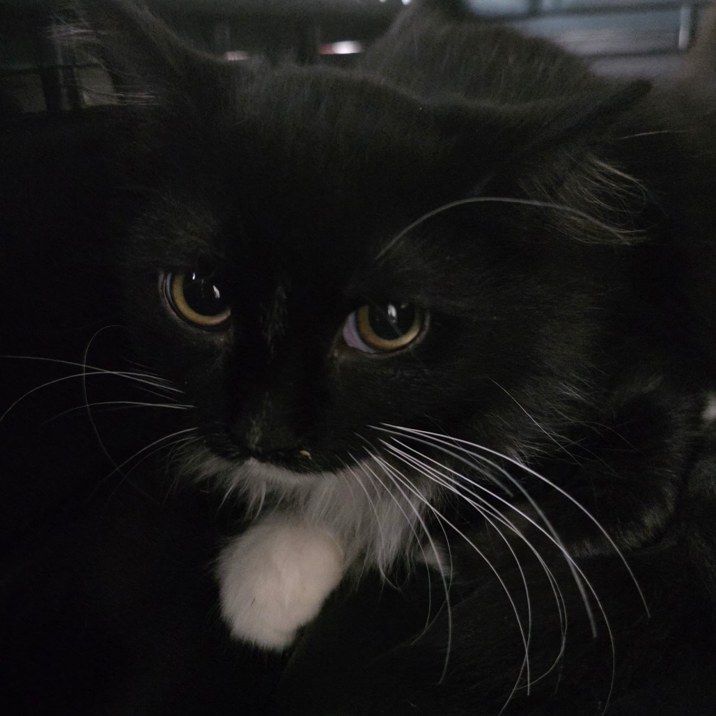 PAWS - Domestic Longhair available for adoption