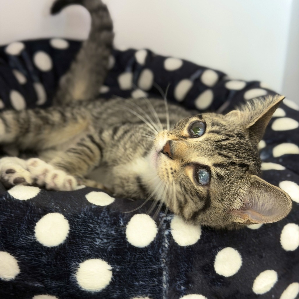 CECILIA "CECE" - Domestic Shorthair available for adoption