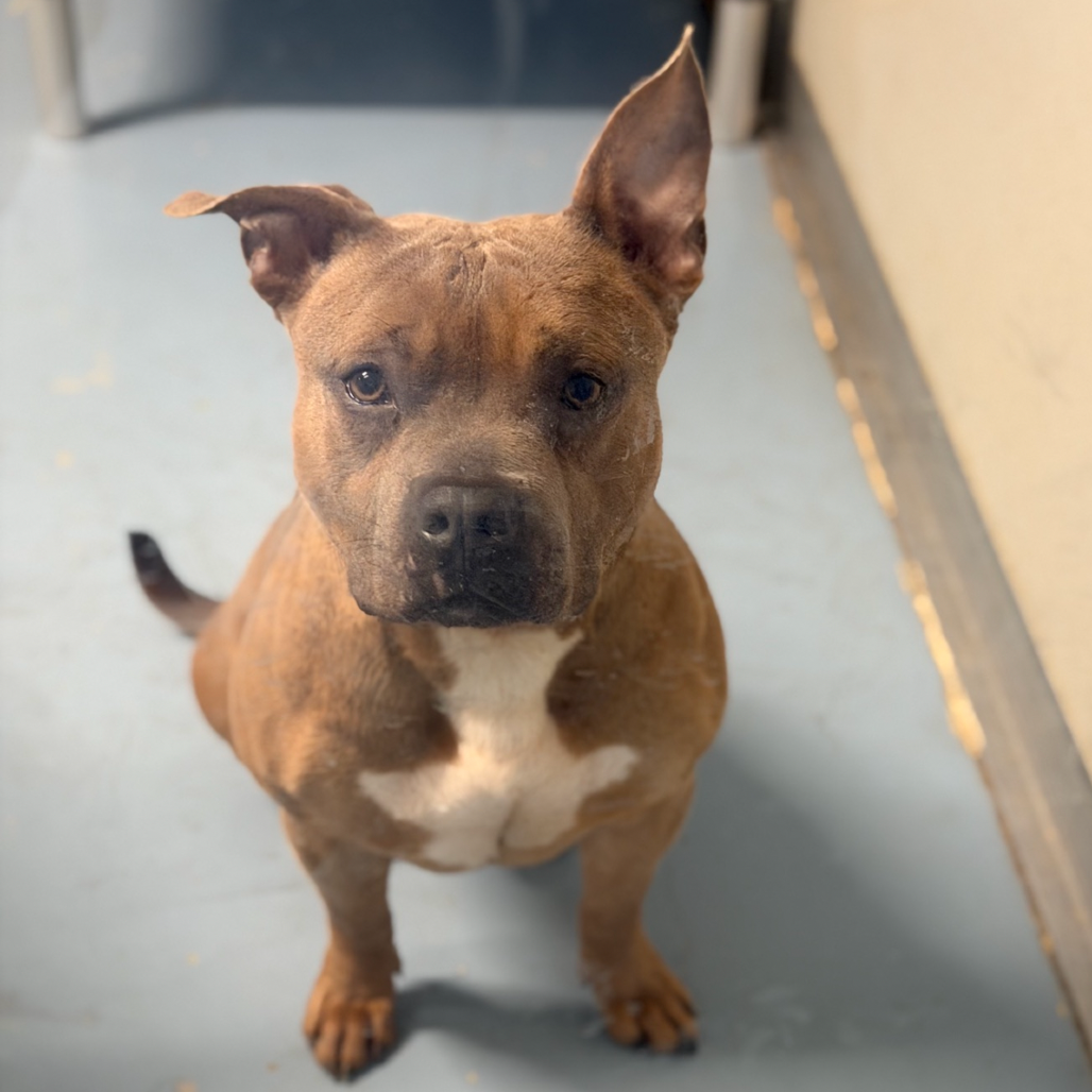 Lil Potato — thumbnail 4