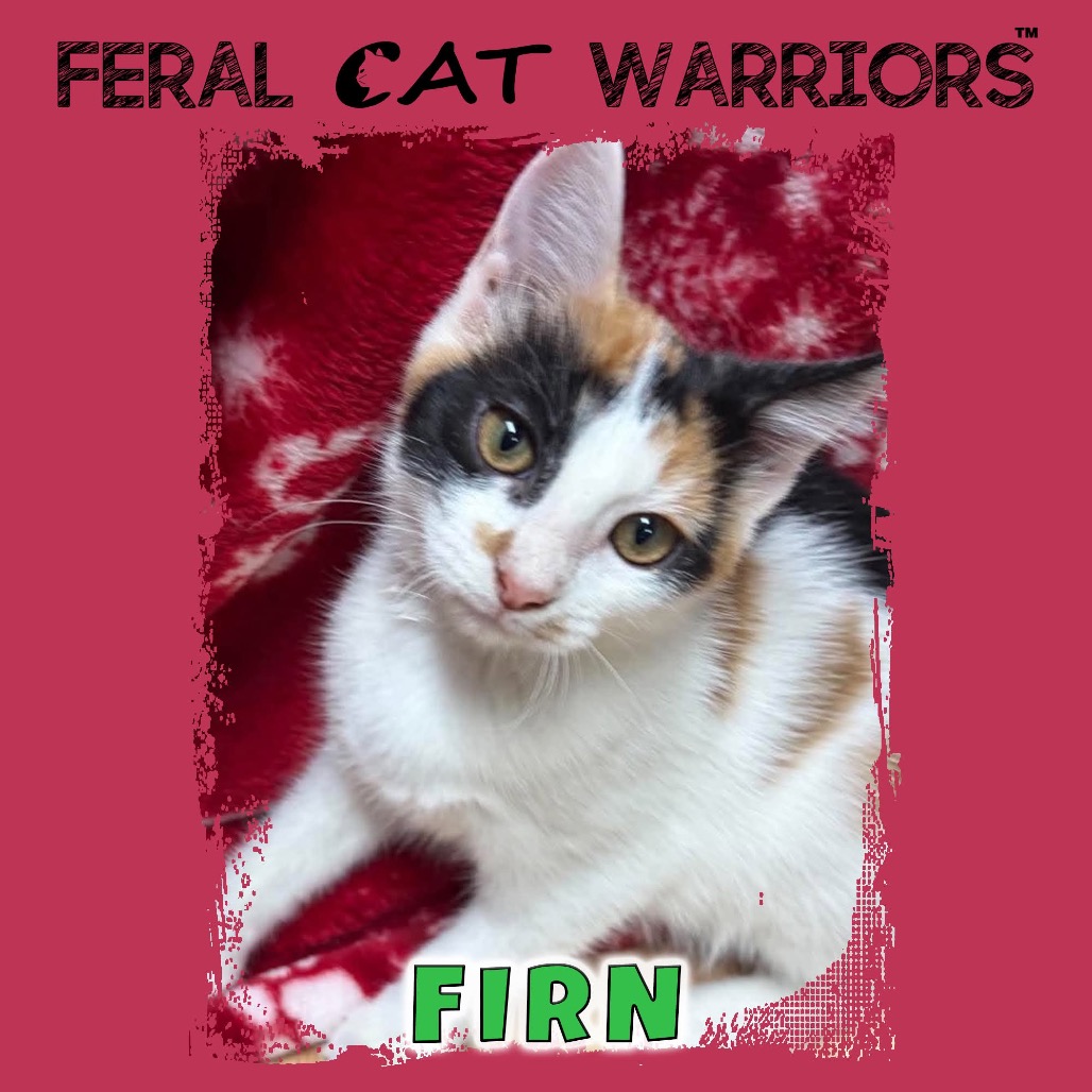 Firn