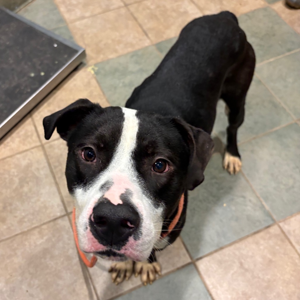 Mudpie — thumbnail 9