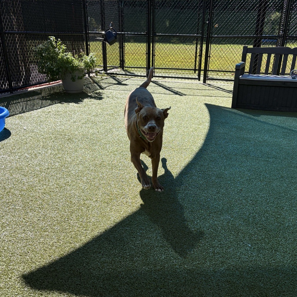 Diesel, photo 19