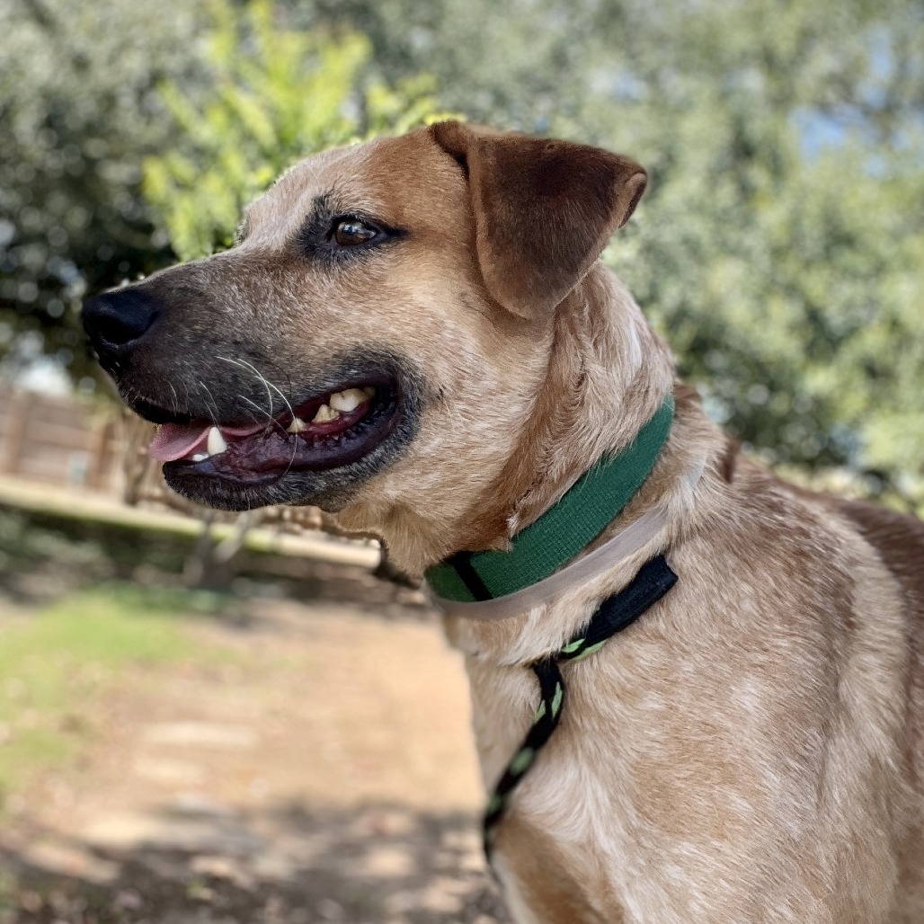 MAYBELLINE - Cattle Dog / Australian (Red Heeler) available for adoption