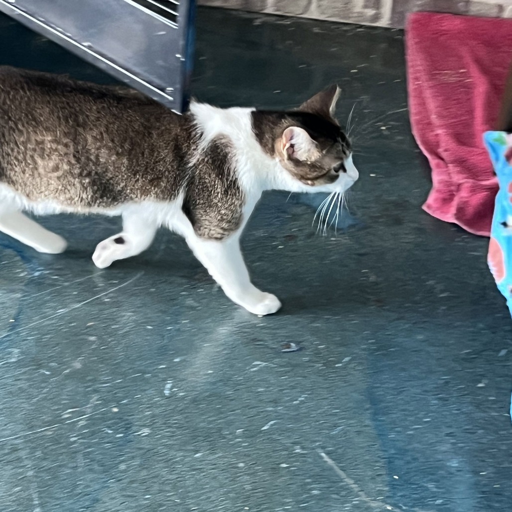 Baccarat — thumbnail 3