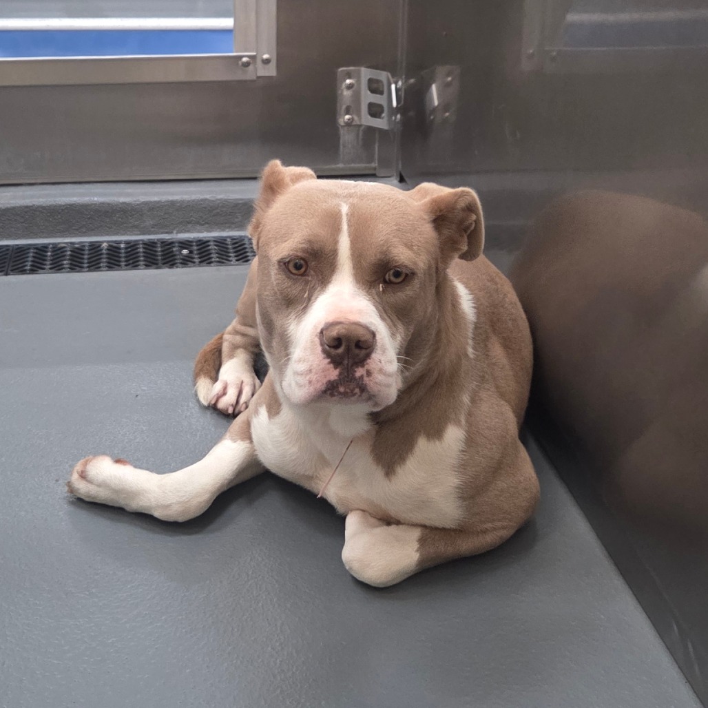 Roxy — thumbnail 10