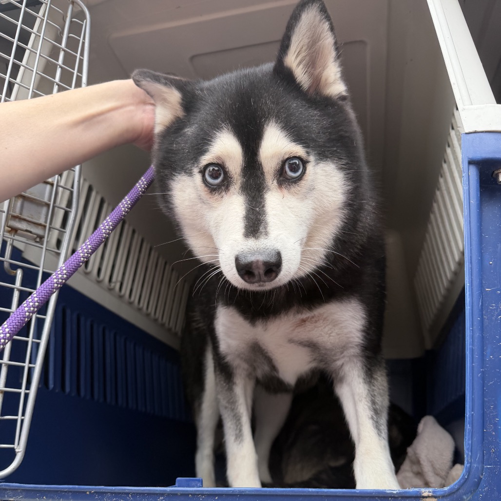 Klee Kai