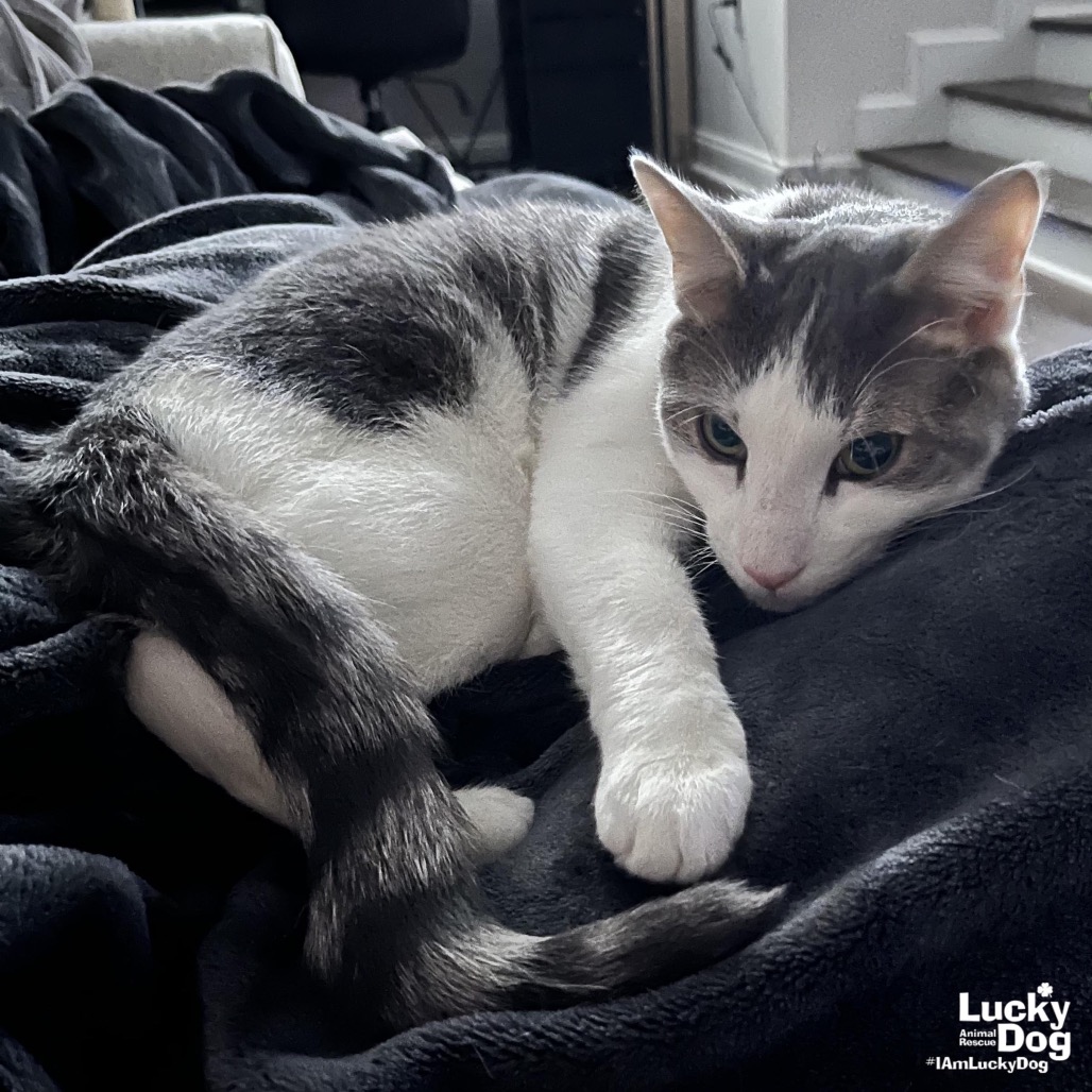 CYPRESS - Domestic Shorthair available for adoption