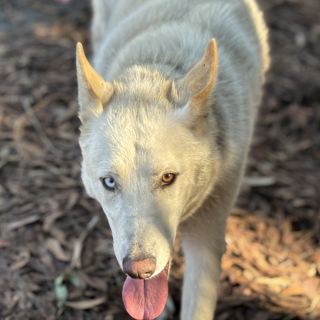 Quinn (bonded with Loki) — thumbnail 5