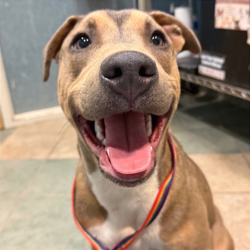 Aries — thumbnail 11