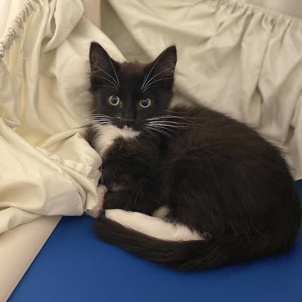 BABY - Domestic Medium Hair available for adoption