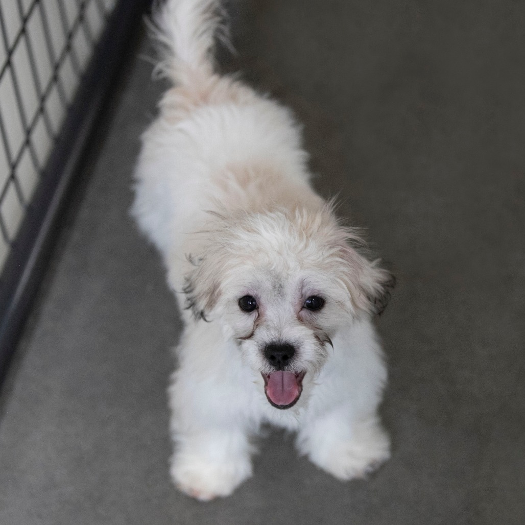 JACK (AG26-184) - Shih Tzu / Bichon Frise available for adoption