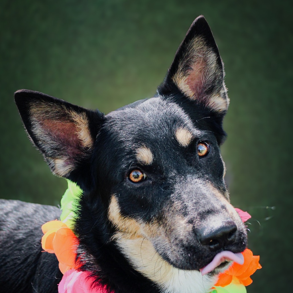 Skye, an adoptable dog at SPCA-BC