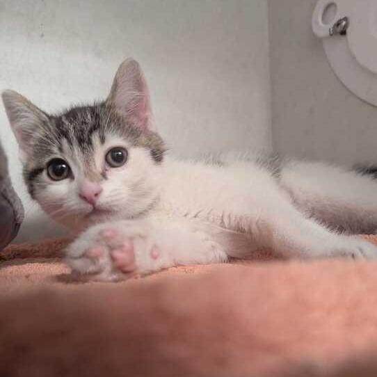 COFFEE - Domestic Shorthair available for adoption