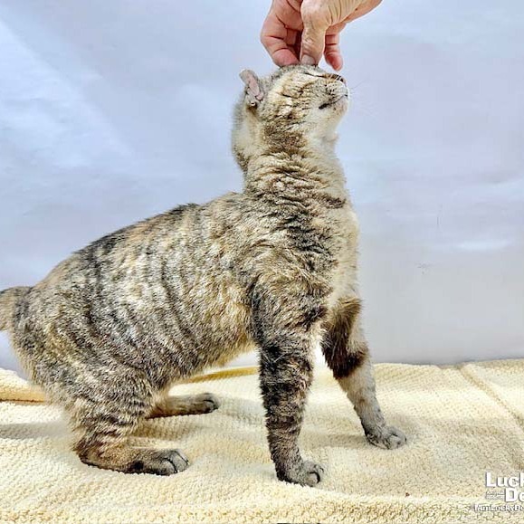 SYLVIE - Domestic Shorthair available for adoption
