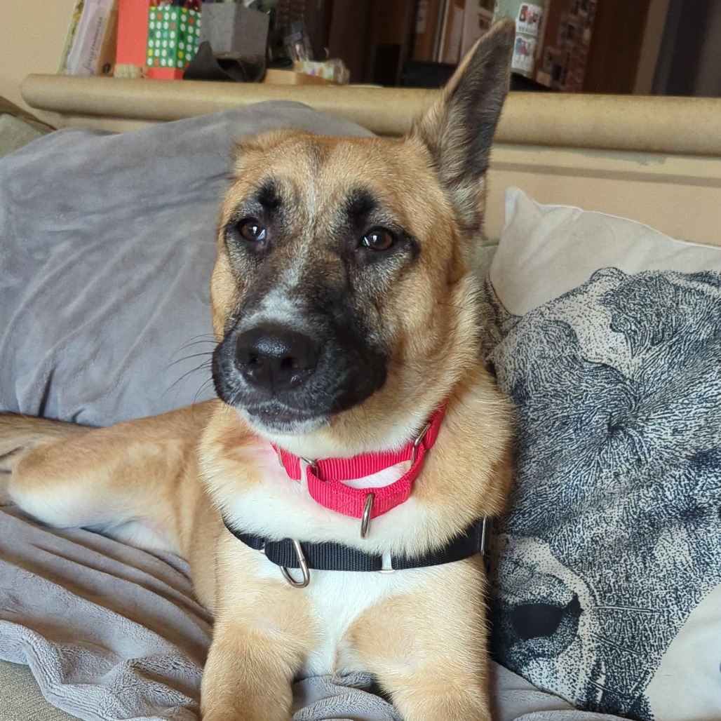 STEVIE NICKS - Mixed Breed (Medium) for adoption in Santa Rosa
