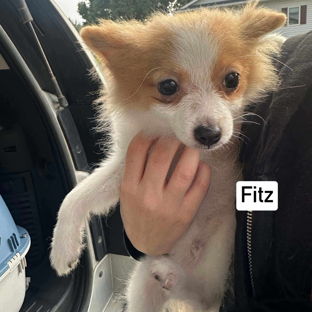 Fitz is available for adoption at Rescue Network