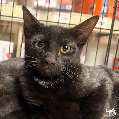 SISSY - Domestic Shorthair available for adoption