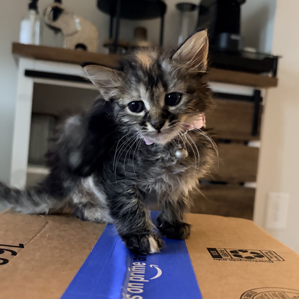 GREAT VALUE - Domestic Medium Hair available for adoption