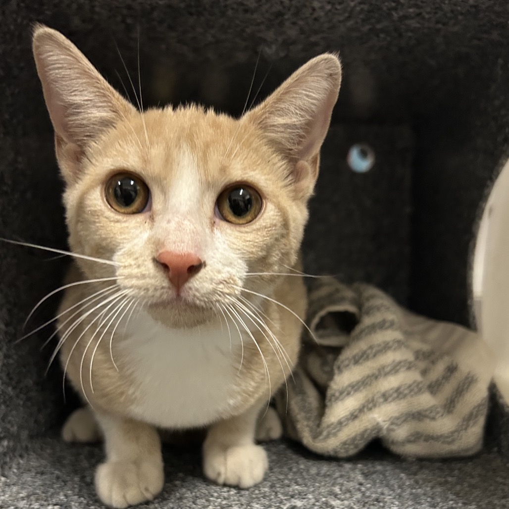 ANNIE - Domestic Shorthair / Mix available for adoption