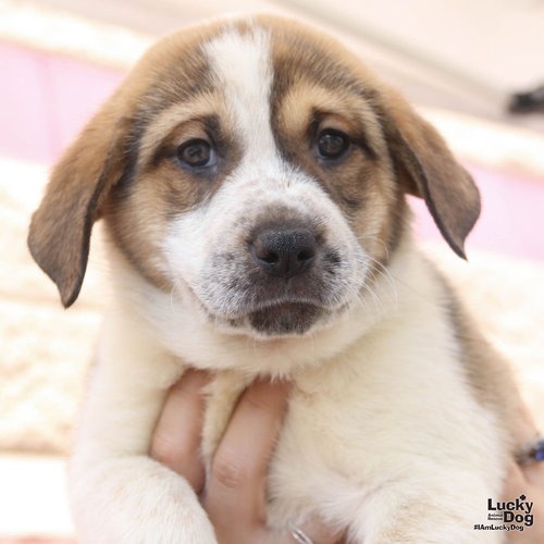 LULO - Retriever / Shepherd available for adoption