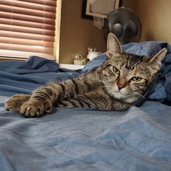 Sweetheart: Female 15 Domestic Shorthair