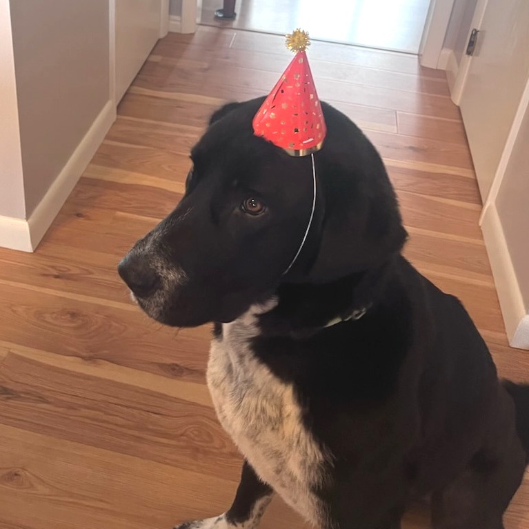 Phoebe — thumbnail 2