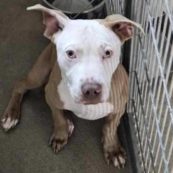 Kennel#6 Tallow's preview photo