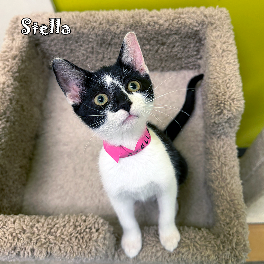 Stella @ Petco, an adoptable cat