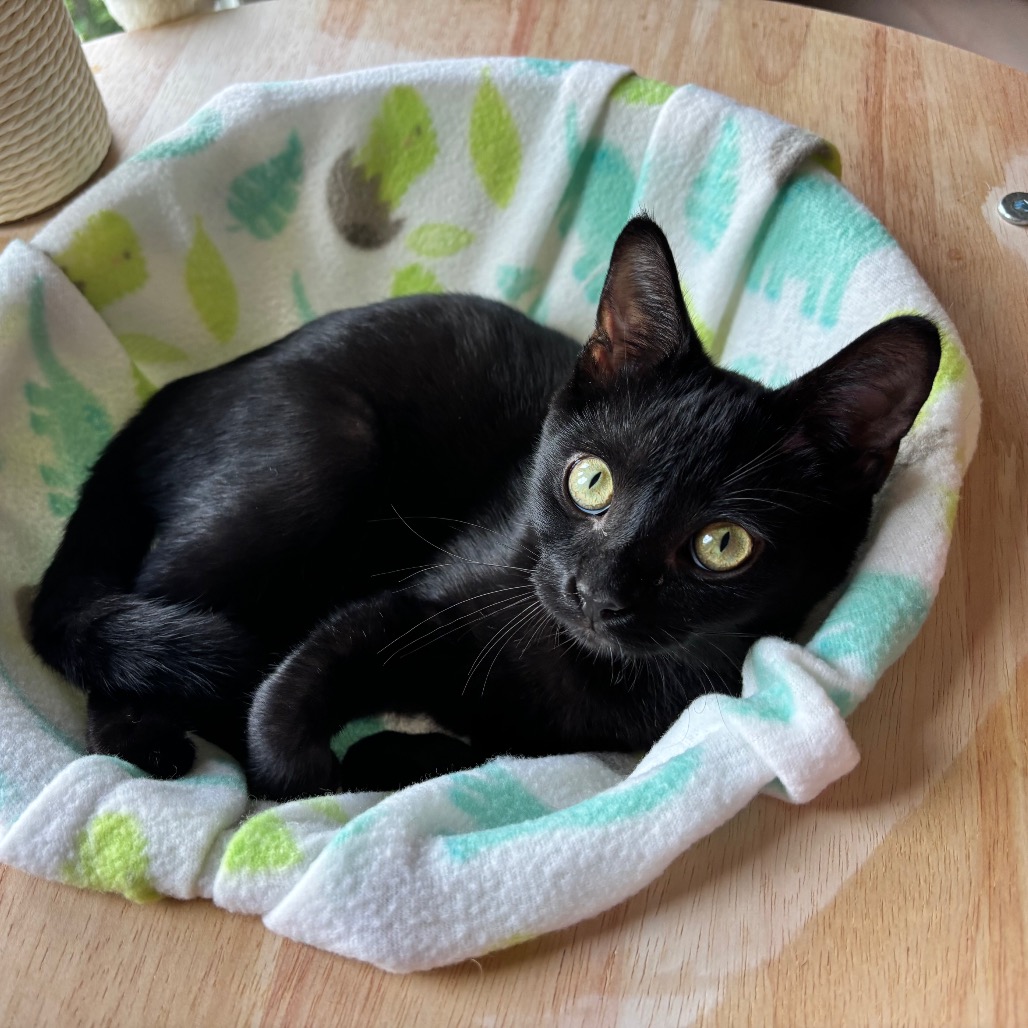Endora, an adoptable cat