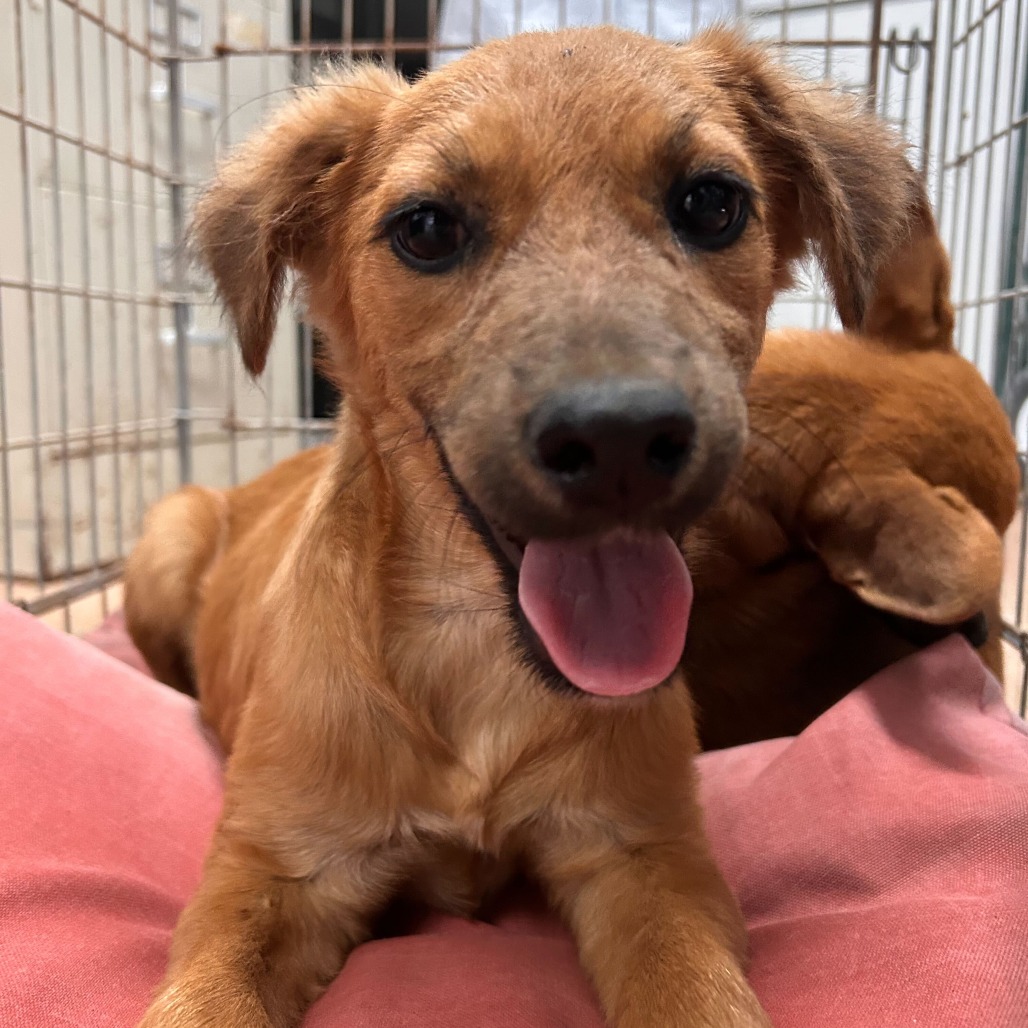 LOLA - Shepherd / Mix available for adoption