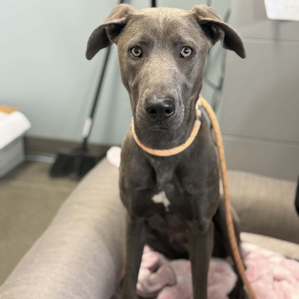 INEZ - Mixed Breed (Medium) available for adoption