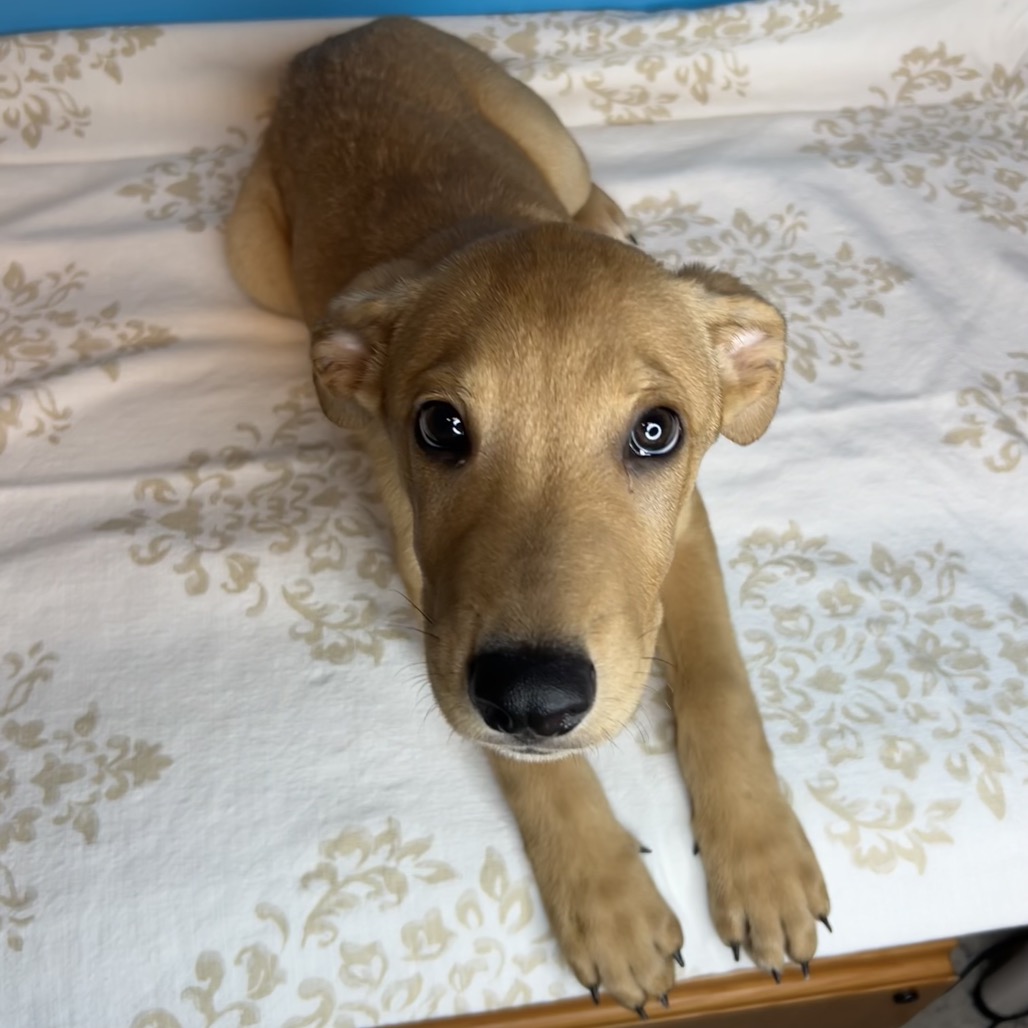ANDOUILLE - Shepherd / Retriever, Yellow Labrador available for adoption