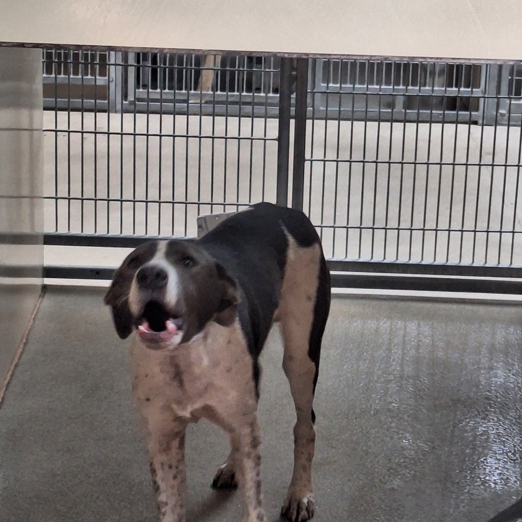  Kennel#3B's preview photo