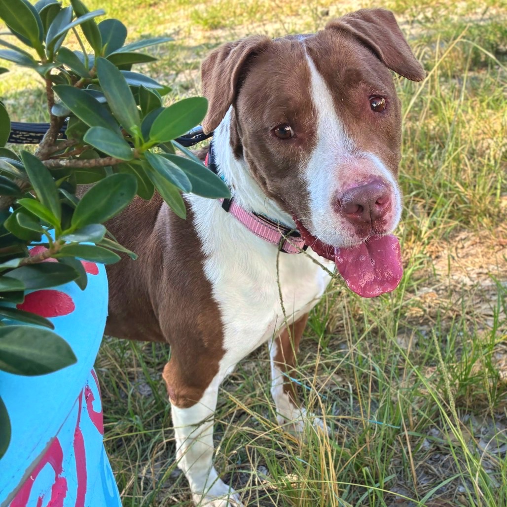 VELVET - Terrier / American Staffordshire available for adoption